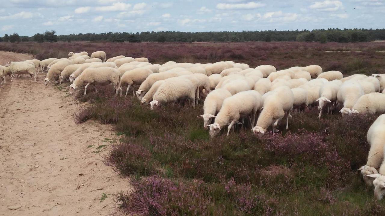 Poort Van De Veluwe フォールトハイゼン エクステリア 写真