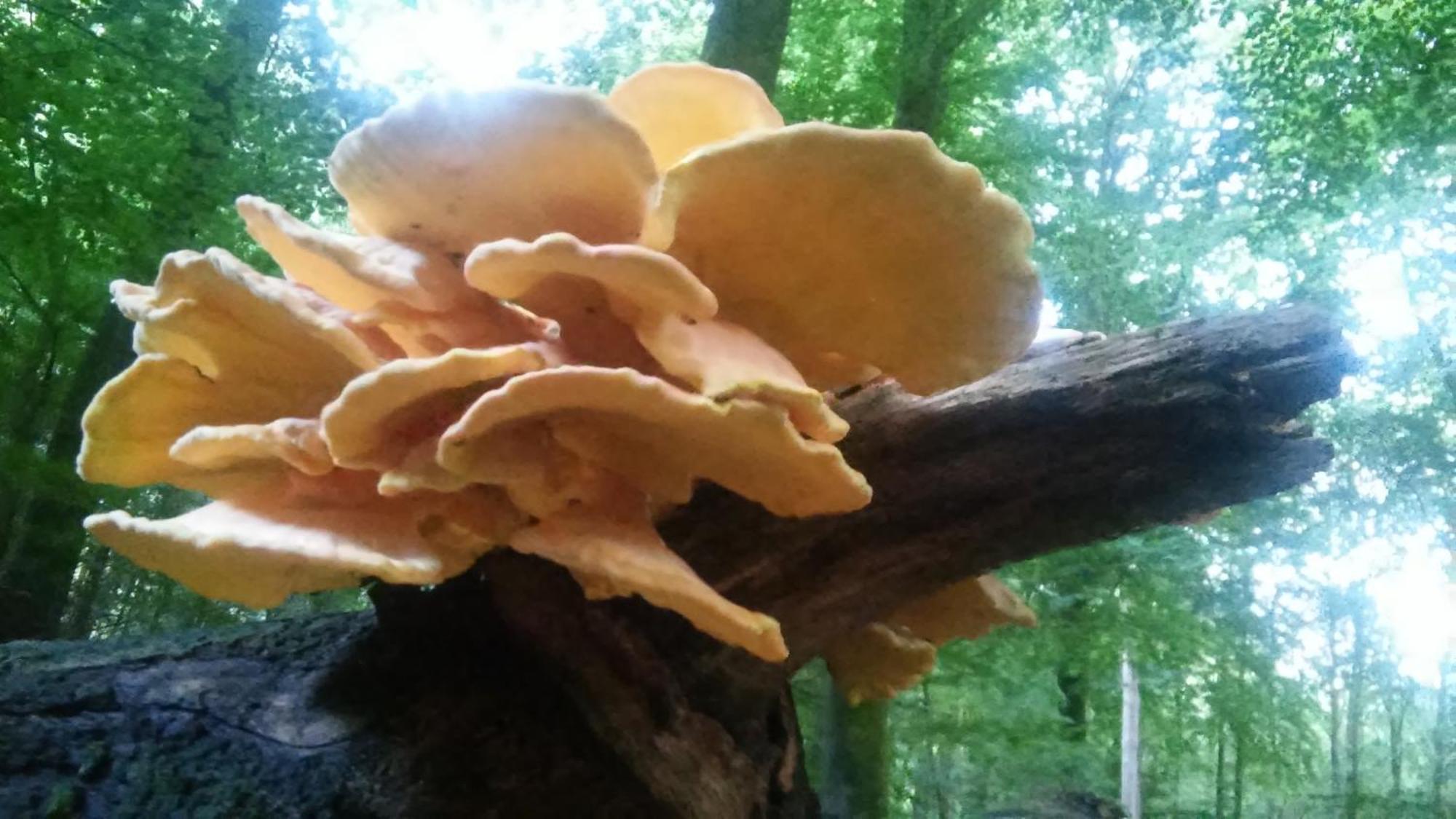 Poort Van De Veluwe フォールトハイゼン エクステリア 写真
